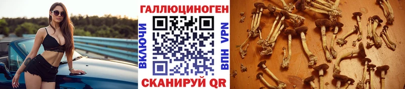 Псилоцибиновые грибы Psilocybine cubensis  Юрга 